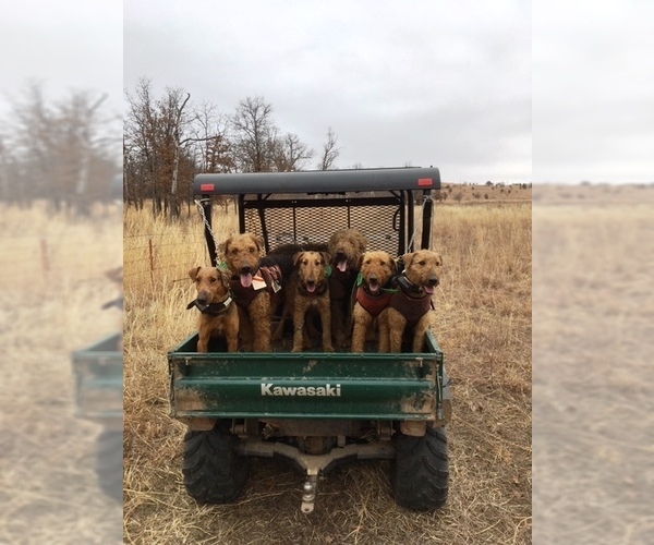 Medium Photo #18 Airedale Terrier Puppy For Sale in BOWRING, OK, USA