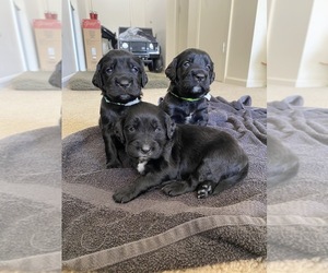 Spangold Retriever Puppy for sale in FORT RUCKER, AL, USA