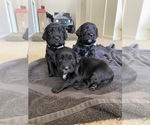 Small Photo #1 Spangold Retriever Puppy For Sale in FORT RUCKER, AL, USA