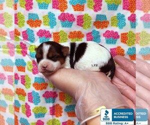 Yorkshire Terrier Puppy for sale in WINNSBORO, LA, USA