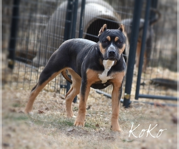 Medium Photo #2 American Bully Puppy For Sale in CLEVELAND, GA, USA