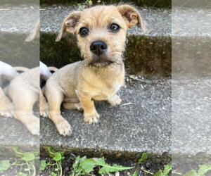 Chiweenie Dogs for adoption in Milwaukie, OR, USA