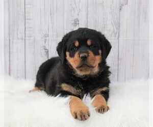 Rottweiler Puppy for sale in APPLE CREEK, OH, USA