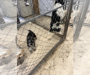 Schnoodle (Miniature) Puppy for sale in WHITE OAK, GA, USA