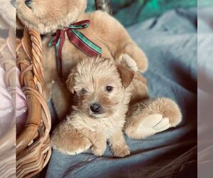 Yorkshire Terrier Puppy for sale in MOUNT CLEMENS, MI, USA