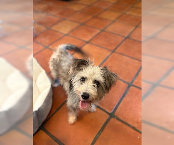 Medium Photo #6 Cairn Terrier-Unknown Mix Puppy For Sale in San Diego, CA, USA