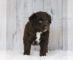 Miniature Australian Shepherd Puppy for sale in FREDERICKSBG, OH, USA