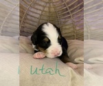 Small Photo #2 Bernese Mountain Dog Puppy For Sale in HAMILTON, MT, USA