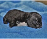 Small #2 French Bulldog