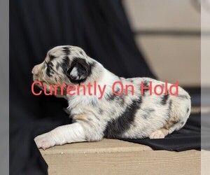 Medium Australian Shepherd