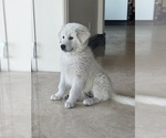 Small #3 Great Pyrenees