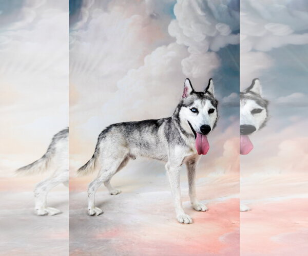 Medium Photo #2 Siberian Husky Puppy For Sale in Pasadena, CA, USA