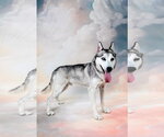 Small #1 Siberian Husky