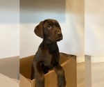 Small Photo #3 Labrador Retriever Puppy For Sale in PUYALLUP, WA, USA