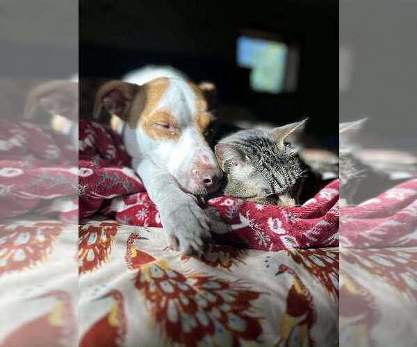 Medium Photo #2 Mutt Puppy For Sale in New York, NY, USA