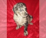 Small Photo #7 Double Doodle Puppy For Sale in LINCOLN, AL, USA