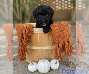 Aussiedoodle Puppy for sale in LANCASTER, SC, USA