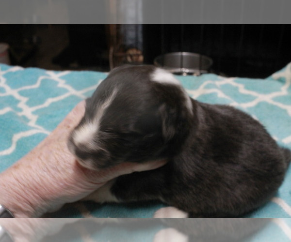 Medium Photo #3 Shetland Sheepdog Puppy For Sale in BAINBRIDGE, NY, USA