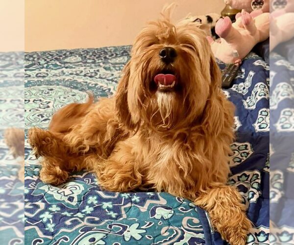 Medium Photo #2 Poodle (Miniature)-Unknown Mix Puppy For Sale in Spring Lake, NC, USA