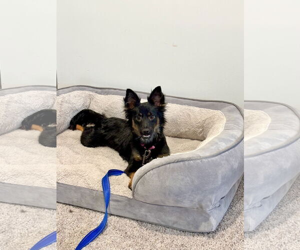 Medium Photo #2 Miniature Pinscher-Unknown Mix Puppy For Sale in Alexandria, KY, USA