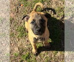 Small #1 Labrador Retriever Mix