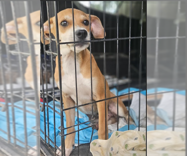 Medium Photo #8 Chihuahua-Unknown Mix Puppy For Sale in Cranston, RI, USA