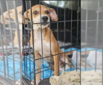 Small #7 Chihuahua Mix