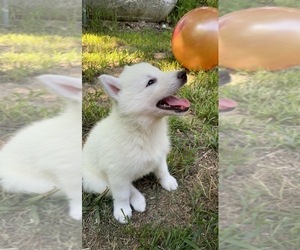 Siberian Husky Puppy for Sale in MANCHESTER, New Hampshire USA