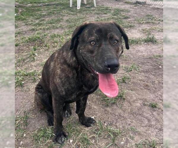 Medium Photo #1 Plott Hound-Unknown Mix Puppy For Sale in Conroe, TX, USA