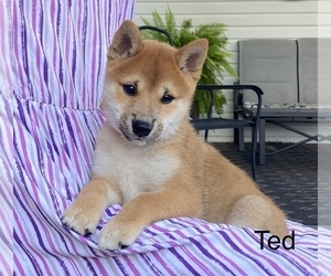 Shiba Inu Puppy for sale in FREEBURG, PA, USA