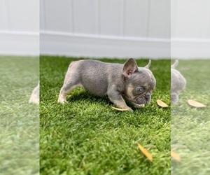 French Bulldog Puppy for sale in CORAL SPRINGS, FL, USA
