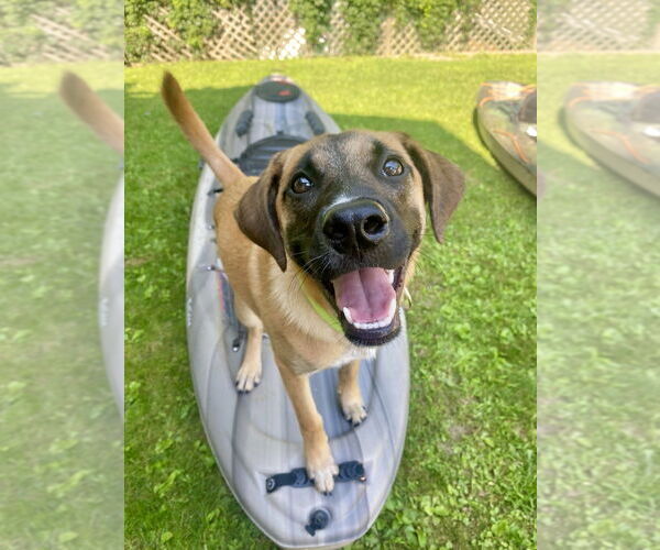 Medium Photo #26 Black Mouth Cur-Unknown Mix Puppy For Sale in Brewster, NY, USA