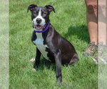 Small #2 American Staffordshire Terrier-Boxer Mix