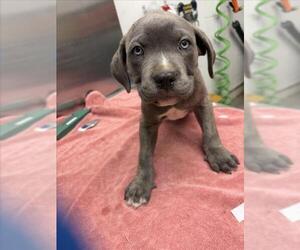 Mutt Dogs for adoption in Woodland, CA, USA
