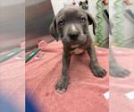 Small Mutt
