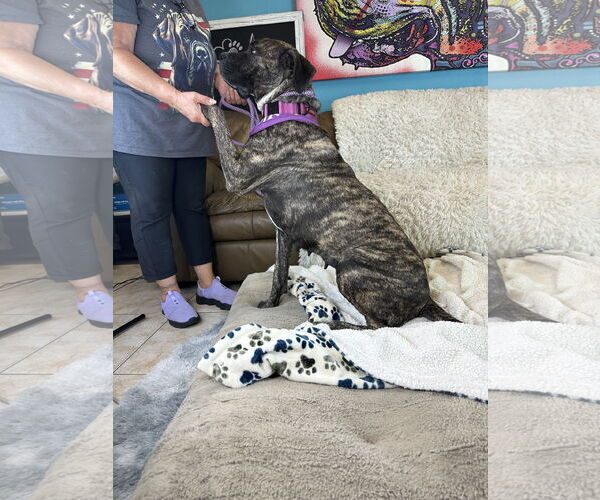 Medium Photo #3 Mastiff-Unknown Mix Puppy For Sale in Goodyear, AZ, USA
