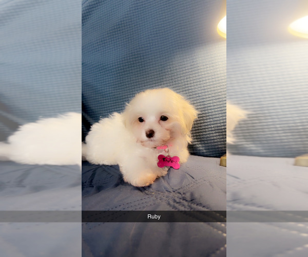 Medium Photo #9 Maltipoo (Miniature) Puppy For Sale in HIGH POINT, NC, USA