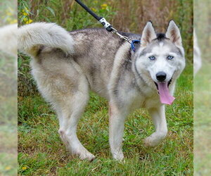 Dolly - Female Siberian Husky Dog for Adoption - Photo #3
