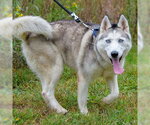 Small Photo #3 Siberian Husky Puppy For Sale in Omaha, NE, USA