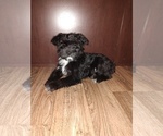 Small Photo #19 YorkiePoo Puppy For Sale in LAPEER, MI, USA