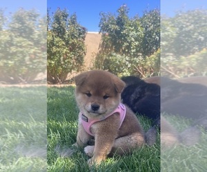 Shiba Inu Litter for sale in YUCCA VALLEY, CA, USA