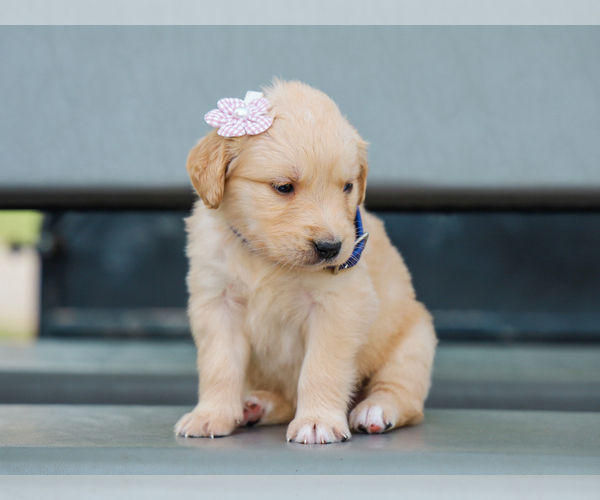 Medium Photo #4 Golden Retriever Puppy For Sale in LIBERTY, KY, USA