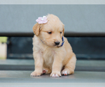 Small #3 Golden Retriever