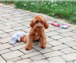 Small #3 Cavapoo (Miniature)