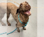 Small Poodle (Standard)