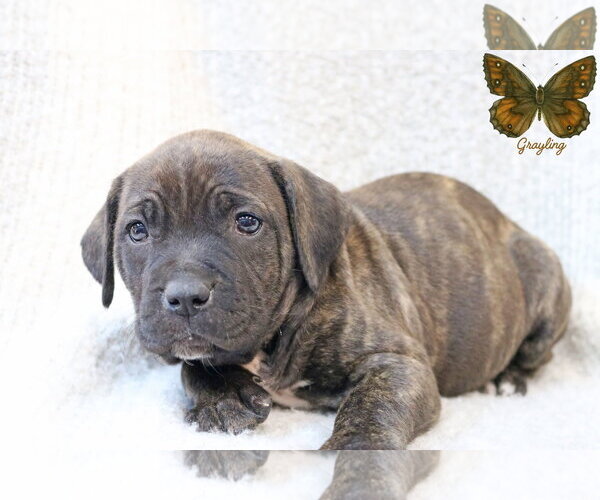 Medium Photo #9 Mutt Puppy For Sale in Wakefield, RI, USA