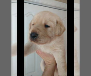 Labrador Retriever Puppy for sale in JOHNS ISLAND, SC, USA