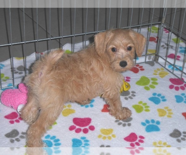 Medium Photo #4 Schnoodle (Miniature) Puppy For Sale in ORO VALLEY, AZ, USA