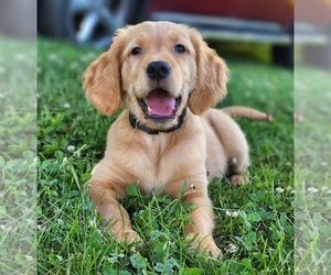 Golden Retriever Puppy for sale in CRANSTON, RI, USA