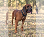 Small #2 Mutt